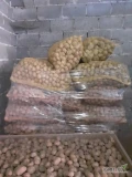 Witam. Sprzedam ziemniaki paszowe w ilości około 1600 kg. Cena to 30 groszy kilogram. 1100 kg spakowane po 30 kg worki, a około 500 kg...
