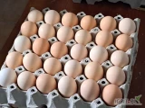 Sprzedam jajka konsumpcyjne z własnego chowu ściółkowego. Obecnie posiadam 1500 jaj wielkości M w cenie 60 gr/ szt. 
