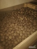 Sprzedam ok 1t ziemniaków Soraya kal 3,8-4,5 oraz ok 250kg ziemniaków Denar kal 3,8-4,5