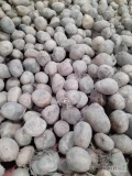 Sprzedam ziemniaki Soraya wielkośc sadzeniaka wiecej info tel 665111785