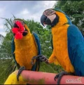 Two talking macaw parrots available for loving homes only. I am giving them up for adoption to a home where they will be loved and taken...