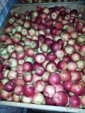 Sprzedam jabłko odmiany IDARED około 50 ton tylko za wagę w skrzyni. Towar ładny bez wad.