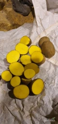 Sprzedam ziemniaki żółte Belmonda w worku szytym 15kg lub w bigbagu.Kaliber 50+