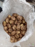 Sprzedam młode ziemniaki odmiany Riviera kraj pochodzenia Rumunia, bezpośrednio ilości tir i mniejsze Fv.