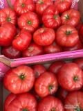 Polski pomidor malinowy już w sprzedaży. Ilości paletowe - w sezonie tirowe.
