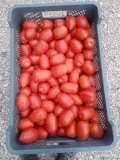 Nawiąże współprace z odbiorcami pomidora gruntowego typu Lima. Odmiana Dyno. Klasowany na dwa gatunki. 
