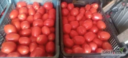 Posiadam na sprzedaz pomidora gruntowego lima szykowany na dwie klasy w plastikach po 18kg wiecej informacji udziele telefonicznie...