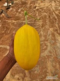 Melony żółte z Maroka
