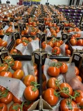 Pomidory świeży wjazd Holandia 