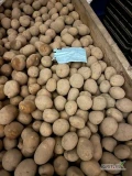 Rok po centrali ziemniaki drobne odmiana constance ok 6 ton, ziemniak okrągły bardzo smaczny żółty.