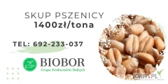 Firma BIOBOR Sp. z o.o. znajdująca się w miejscowości Ciepień 28, 87-645 Zbójno prowadzi skup zbóż.
