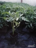 Sadzonki warzyw hurtowo i detalicznie rozsada pomidora ogórka papryki aksamitki itp
