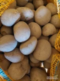Sprzedam ziemniaki, sadzeniaki, kaliber 30-45 odmian GALA w ilości 1400kg oraz BELANA w ilości 2800kg. Ziemniaki rok po centrali, wolne od...
