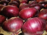 Descubra la frescura y la calidad de nuestras cebollas rojas, recién cosechadas en Egipto, disponibles en IGRIT.pl. En colaboración con...