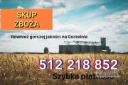Kupię całą Polska zboże kukurydza rzepak paszowe i konsumpcyjne, również na gorzelnię słabszej jakości  szybka płatność...