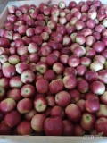 Sprzedam jabłka z KA+ fresh odmiany Idared Prince Empire. Ilości tirowe. Więcej informacji pod numerem telefonu 723317818.
