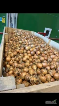Sprzedam cebule niesortowaną             80% 50-7010% 40-505% 70+5% -40          Lub sortowana + 70 cena 2,15 zł          ...