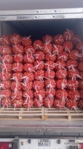 Sprzedam cebulę na obieranie.Ilość 100 ton Pochodzenie KazachstanCena 0.80 zł/kg