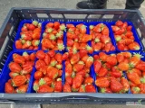 Sprzedam świeże truskawki holenderskie odmiana Elsanta gat.II. opakowanie 5 kg kisteny plastikowe. 