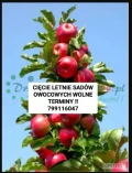 ekipa przyjmie do letniego Cięcia sady owocowe:  jabłka ( do wyboru przed właściciela dużym lub jednoręcznym sekatorem ) , wiśnie,...