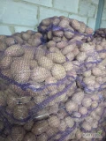 Ziemniaki jadalne Bellarose, Ricarda. Kaliber 50+, 45+. Big bag lub worek 15kg. Więcej informacji udzielę telefonicznie....