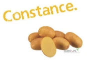 Rok po centrali ziemniaki drobne, bardzo ładne, zdrowe. Odmiana constance średnio pozna żółty bardzo smaczny i plenny ziemniak o...