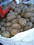 Sprzedamy ziemniaki Soraya 45+ w big bagu, ładne , pod markety . Tylko tirowe ilości 