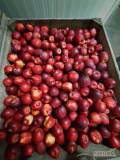 Sprzedam 20 ton grubszego Princa z KA. Ładny kolor,  delikatny wosk, 80% jabłek w rozmiarze 8-9,5.  Jabłko zagazowane, możliwość...