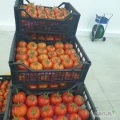 New season 2023 start for (fresh tomato)We are ready for receive your request and inquiriesvia e-mail :alshams.info@yahoo.comWhatsapp or...