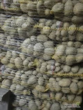Sprzedam 140 worków ziemniaków Soraya kal.4.5+