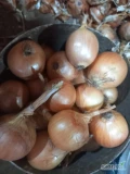 Sprzedam cebule 50-70, fazorowana, czysta, twarda, sucha. MARKETOWY TOWAR. Worek 30 kg
