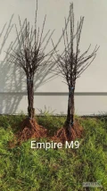 Sprzedam drzewka odmiany Empire na podkładce M9 w ilości 2,800 szt. w wyborze extra,oraz 500szt w wyborze drugim.