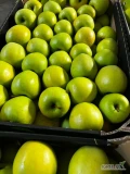 Sprzedam jabłko RedPrince  + 7, + 75, Golden + 7 , Mutsu+ 7 ,+75, Empajer + 7, + 75  po wodnym rozładunku.  