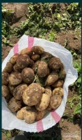 Sprzedam młode ziemniaki(Rumunia) 