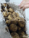 Sprzedam ziemniaki młode rumuńskie odmiana Riviera ilości tir i mniejsze codziennie świeża dostawa opakowanie do uzgodnienia worek bb...
