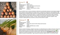GEPWEG oferuje nasiona cebuli firmy ENZA ZADEN selekcja TAKII. Odmiany MEDUSA F1 , BONUS F1 (j. 250 000n). Promocja ENZA ZADEN bez VAT....