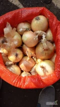 Spredam cebulę z Rosji k 4-7, 8+, worek 10/15/30 do uzgodnenia, cena 0.90-1.3 zł Tirowe, busowe ilości e-maill: papafrukt@gmail.com...