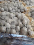 Ziemniaki Gala z chłodni szczotkowane  w worku szytym 2,5kg 5,10,15kg. Ilosci tirowe.