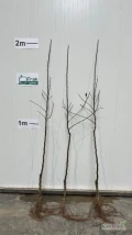 Golden M9 (RN29)dwuletnie drzewka jakość 4-6. Drzewka z chłodni