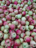 Sprzedam jabłko HoneyCrips bez pozostałości środków ochrony roslin.42 skrzynie.