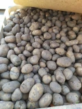 Sprzedam ziemniaki paszowe takie jak na zdjęciu w skrzyniopaletach. 8 skrzyniopalet 4 tony. Zdrowy sortowany 