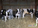 Sprzedajemy jałówki mleczne, jałóweczki HF z kartami hodowlanymi.Cielęta od krów - matek z wydajnością od 9 000 do 17000...