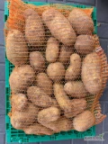 w stałej sprzedaży duże ilości ziemniaka jadalnego. Odmiana RIVIERA.
