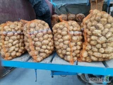 Sprzedam młode ziemniaki odmiany riwiera kopane pod zamówienie. 