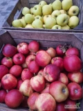 Sprzedam jabłka z chłodni na rynek krajowy, odmiany Lobo, Golden, Jonaprince, Jonagored. 
