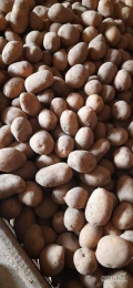 Sprzedam ziemniak jadalny odmiany Gala kaliber 30-45 ok 2 ton.