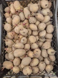 Mam do sprzedania około 700 kg ziemniaków odmiany Marisol podkiełkowanych w skrzynkach. Kaliber 30 - 40 mm. 