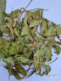 Dzień dobry!Sprzedam Bobryk (menyanthes trifoliata) w ilości kilka ton . Wystawiamy FV VAT. Jest możliwość transportu po uzgodnieniu....