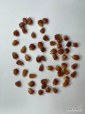 Kukurydza Orange/czerwona bardzo drobna typowo przeznaczona na karmy dla gołębi.Kukurydza z Naszego Gospodarstwa z POLSKI ! Uprawiana...