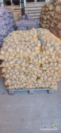Witam ma do sprzedania ziemniaki żółte i różowe kaliber 35-50 . Pakowane po 15 lub 30 kg . Numer kontaktowy 883128658.